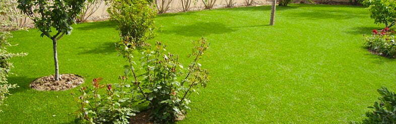 vestacka trava za dvoriste Springgrass