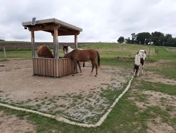Paddock podloga i konji